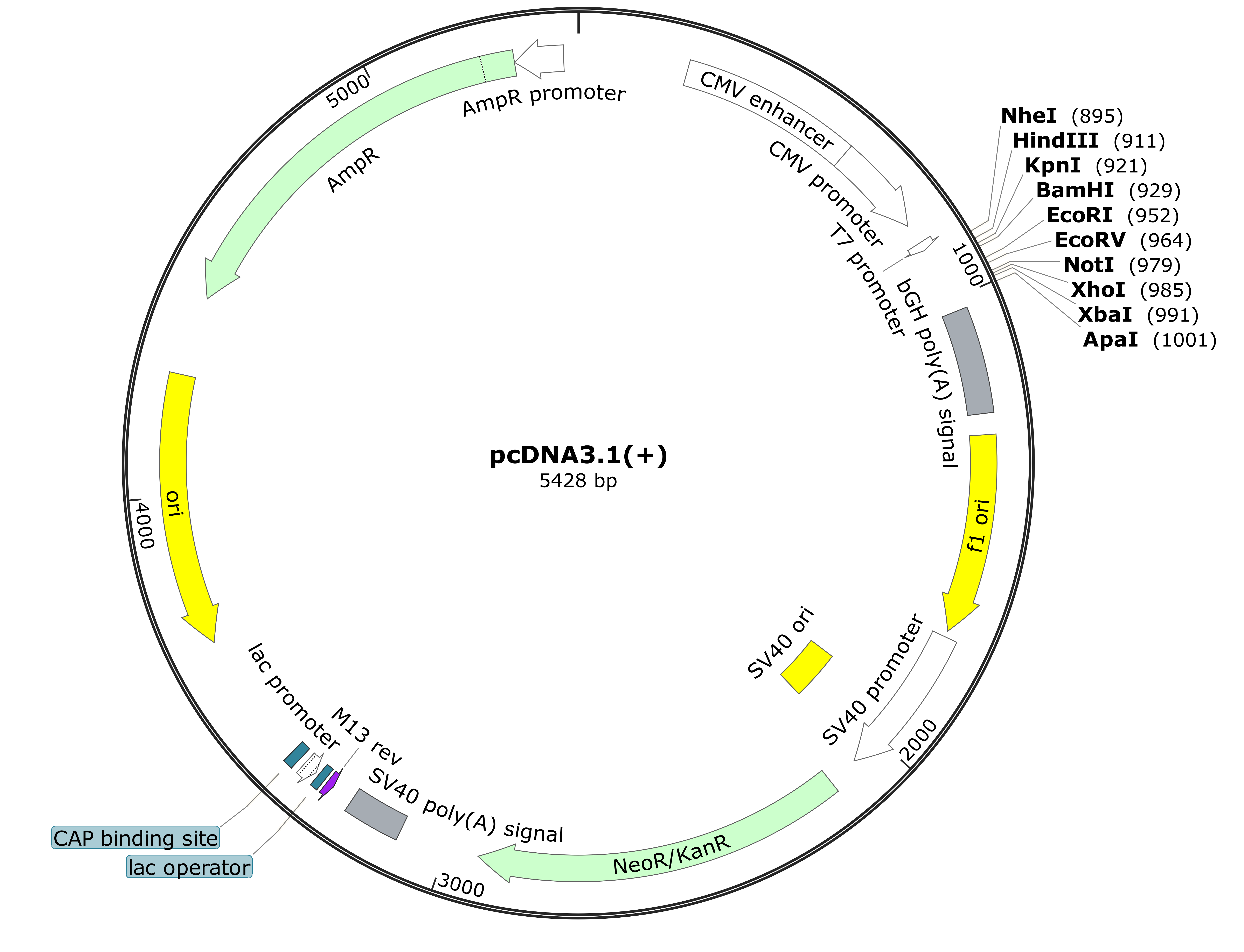 pcDNA3.1(+)